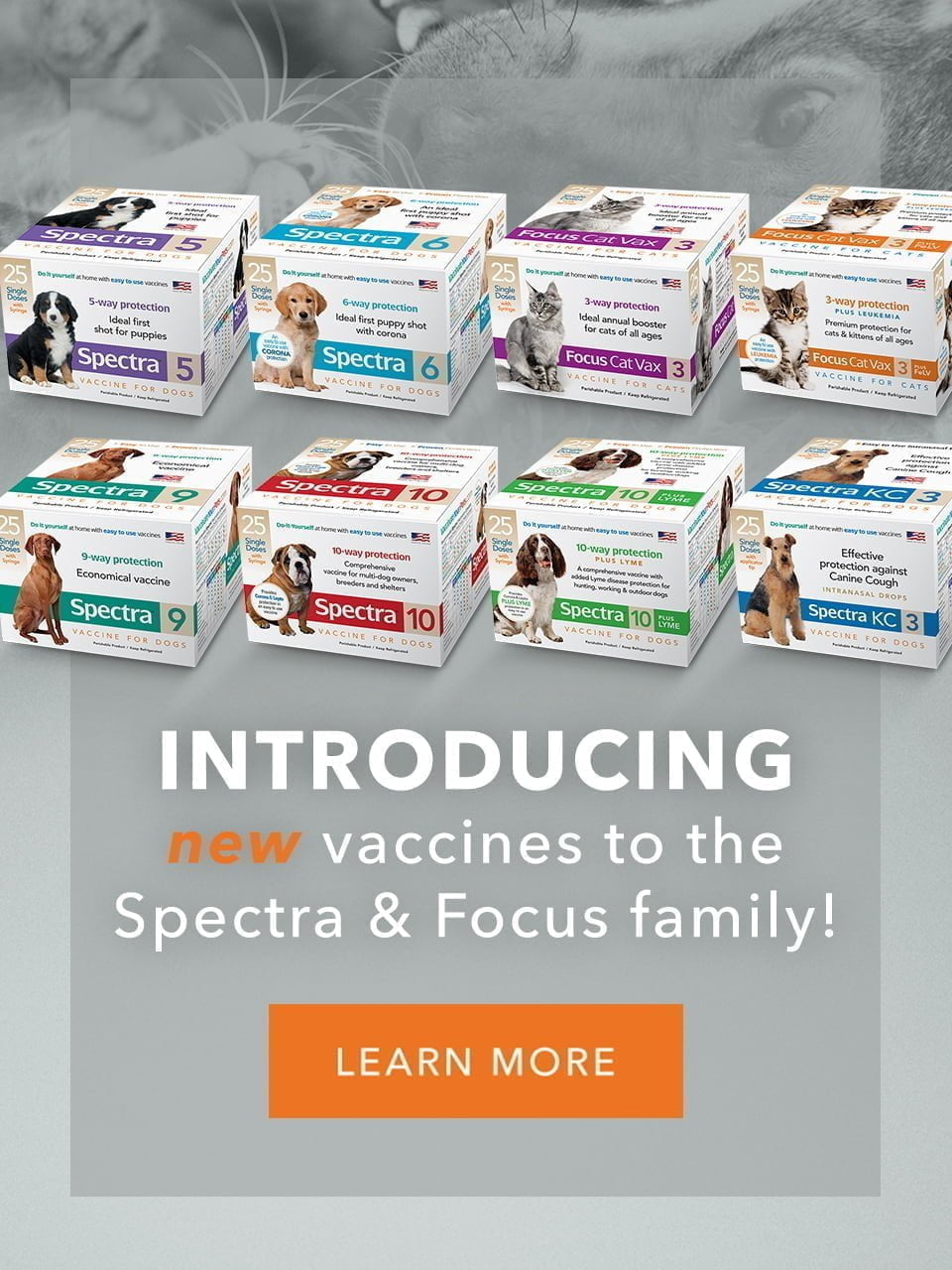 Spectra and Focus Vaccine Family