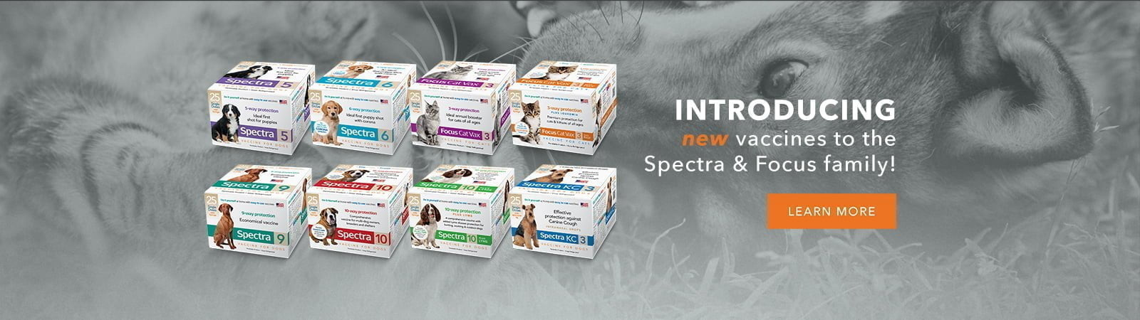 Spectra and Focus Vaccine Family