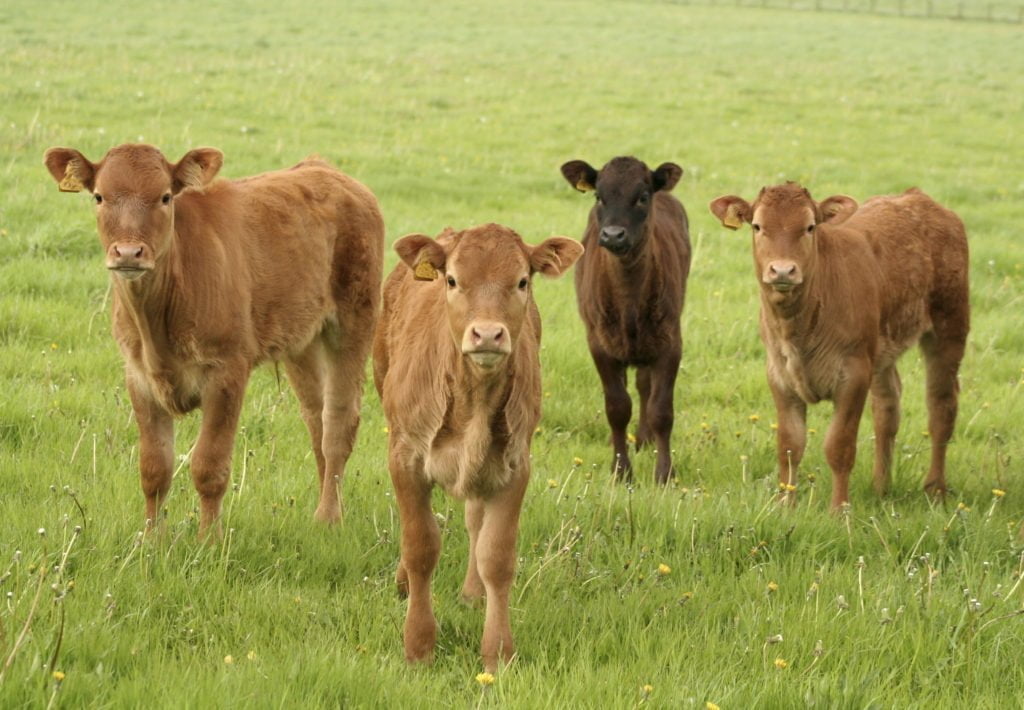 Modern Bovine Products: All-Natural Ingredients That Match or