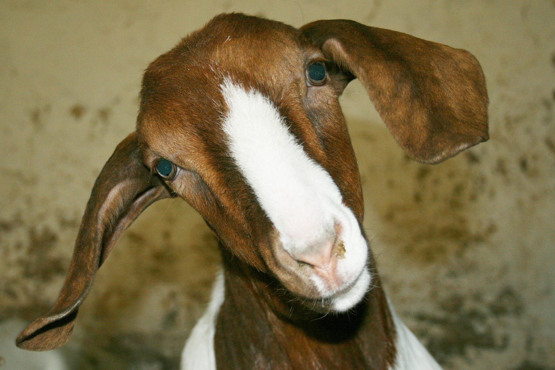 5 Things You Probably Didn't Know About Goats - Durvet