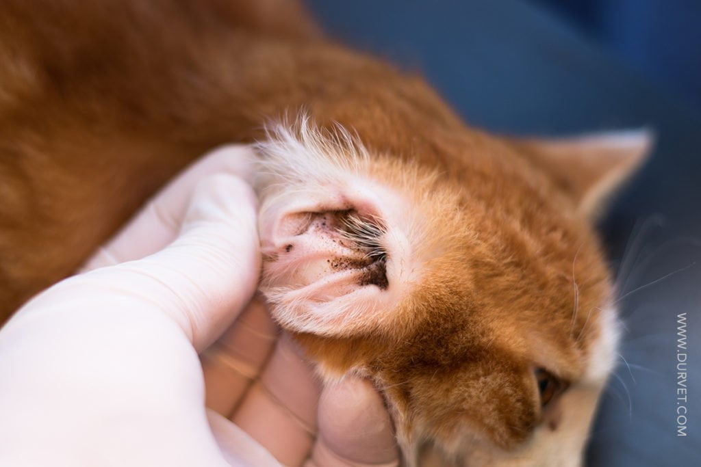 how to help a dog with ear mites