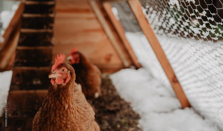 Chicken Coop Essentials: Providing Shelter from Extreme Temperatures