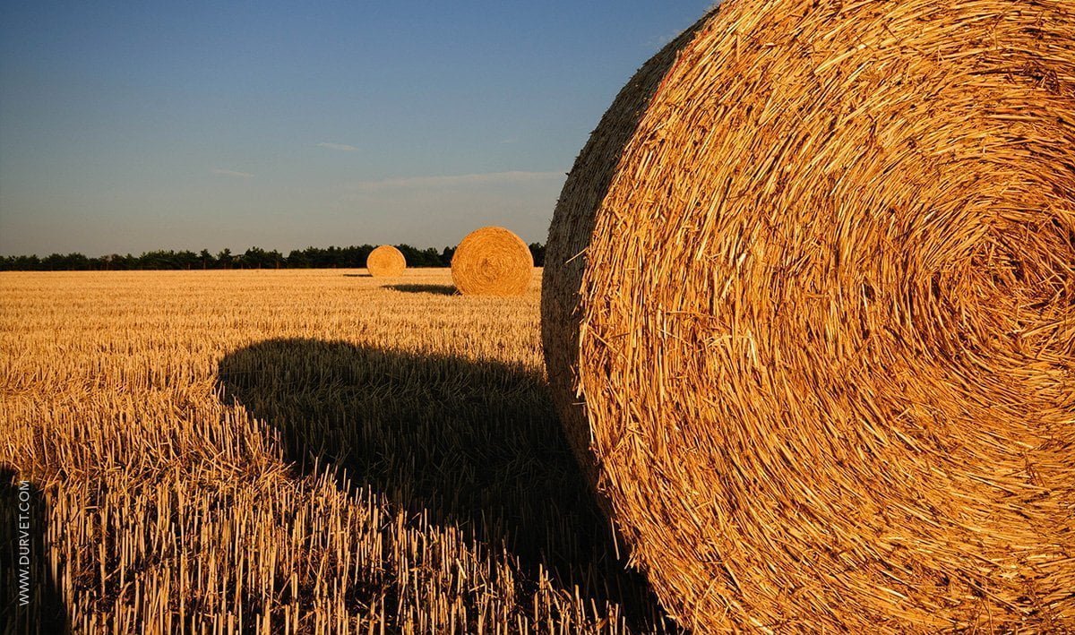 Hay vs Straw – What's the Difference? - Durvet