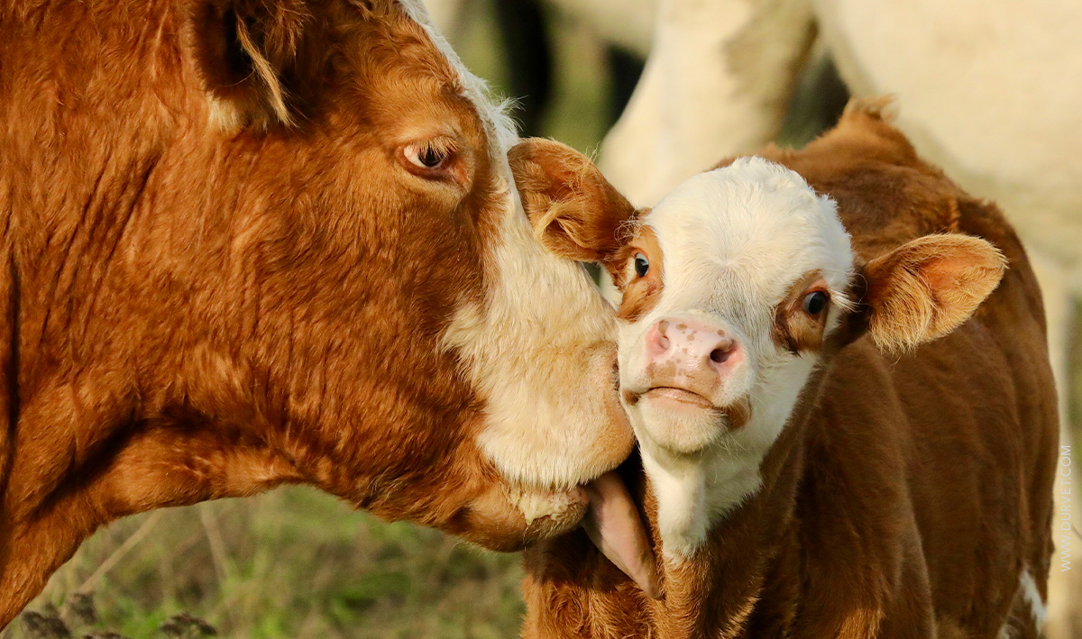Mama cow licking her calf