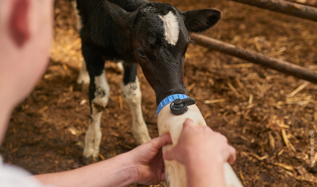 Calf drinking out of bottle