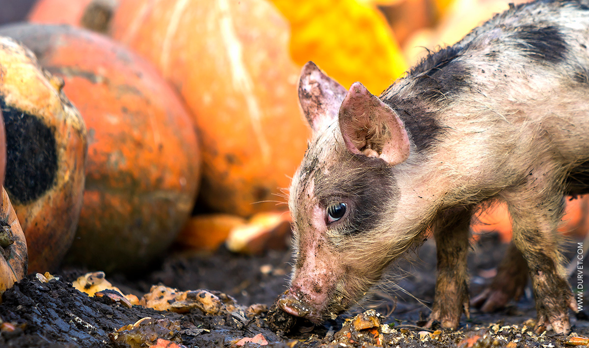 A pink piglet with black spots, with mud all over the eating pumpkins 